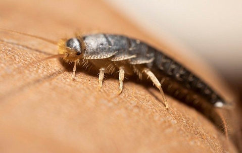 Silverfish crawling on leather.