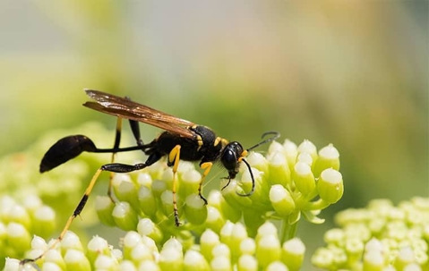 A mud dauber wasp on a flower
