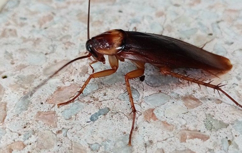 Cockroach on table