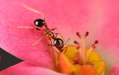 Ant on a pink flower.