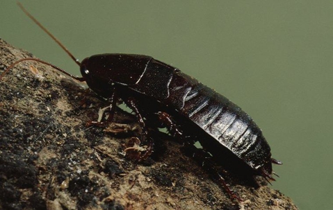 Oriental Cockroach on a tree branch.