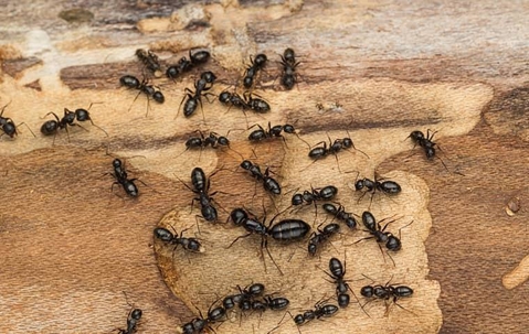 Carpenter Ants on wood.