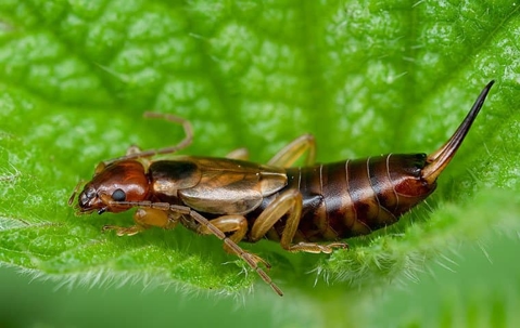 An earwig on a leaf in Queen Creek.