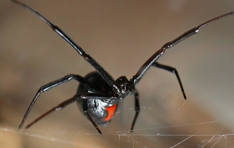 Black widow spider