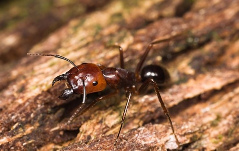 Ant crawling on wood.