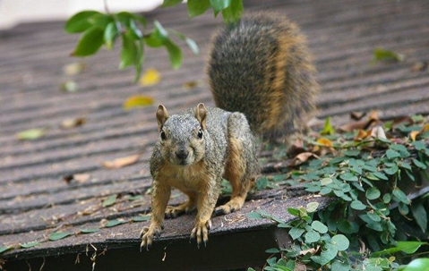 Squirrel on a roof
