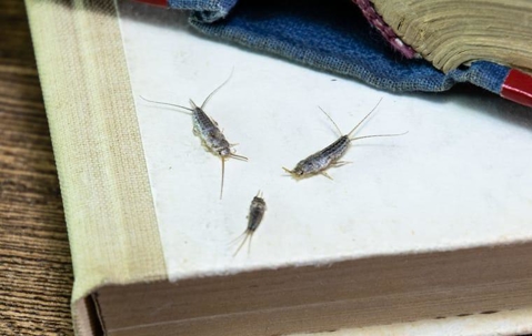 Three Silverfish on a book.