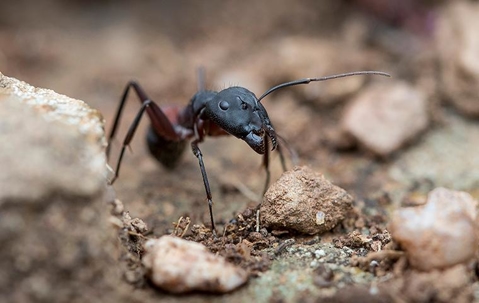 Carpenter Ant crawling on the ground among rocks.