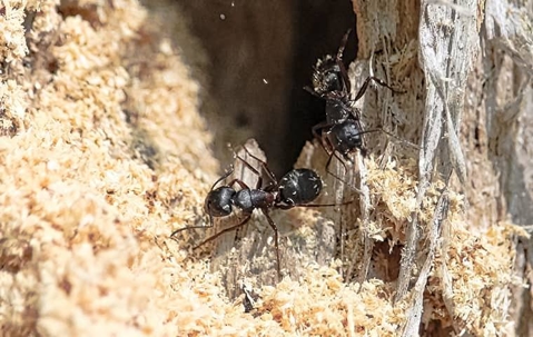 Several carpenter ants destroying wood