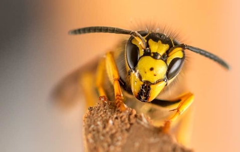 A yellow jacket facing a Sacramento resident face on as it protects its nest