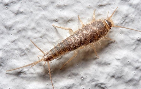 Silverfish in a shower.