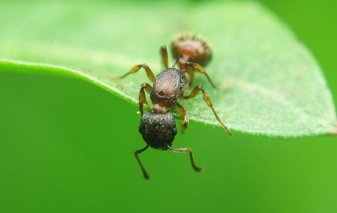 Ant on a leaf.