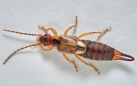 Earwig inside home