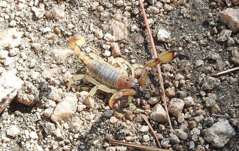 Scorpion in gravel
