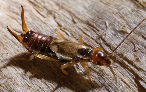 Earwig on rough wood