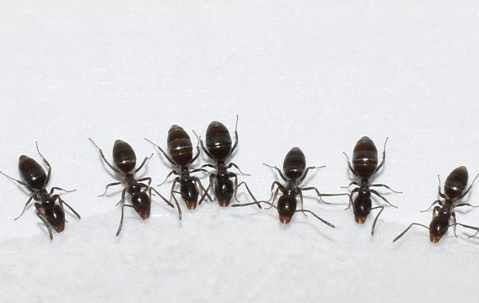 Row of ants drinking liquid.