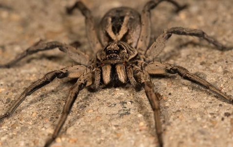 Wolf Spider crawling on the ground.