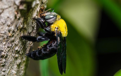 Carpenter Bee chewing bark.