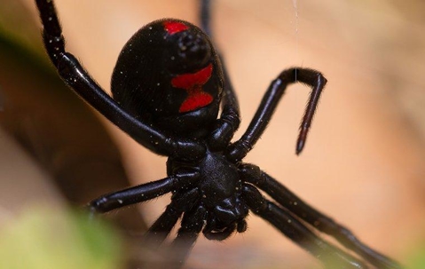 A black widow spider in a garden