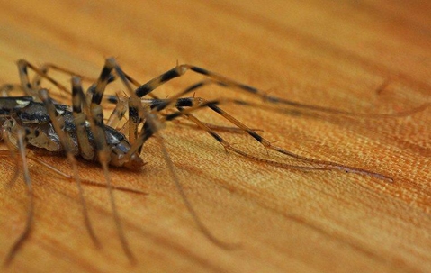 House centipede crawling on hardwood floor.