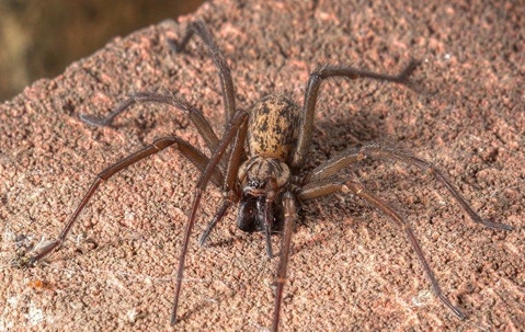 House spider on rock