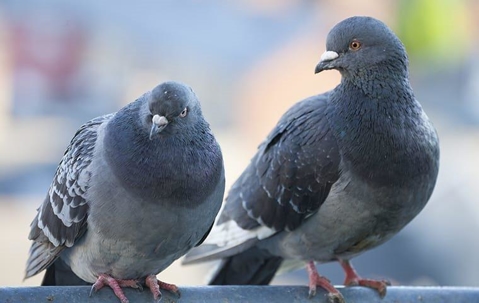 Two pigeons on a railing.