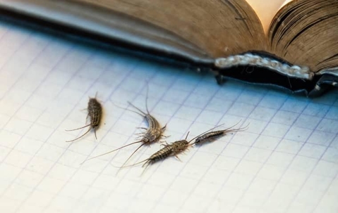Four Silverfish crawling on paper near a book.