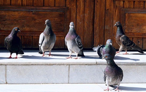 Flock of pigeons at a doorstep.