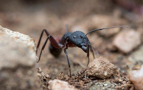Up close image of a carpenter ant crawling on the ground