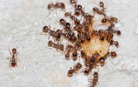 Ants swarming a tiny ball of sugar.