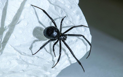 A black widow spider crawling in a home