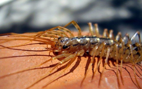 Centipede