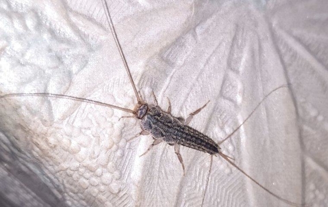 Silverfish in a food container.