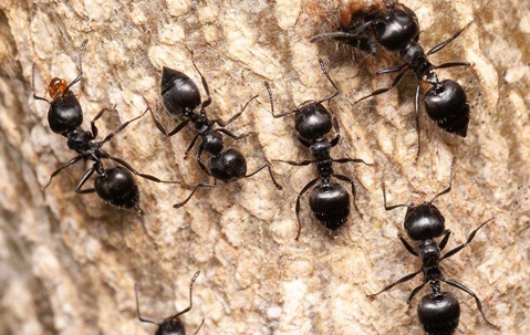 Acrobat Ants crawling on a tree.