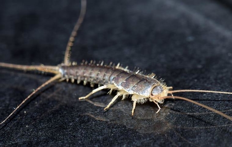 A silverfish infestation in a Sacramento California home