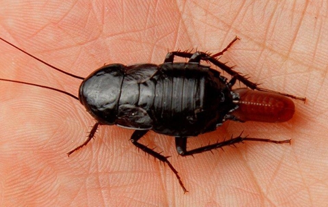 Oriental cockroach on hand