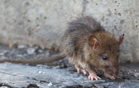 A brown rat outside