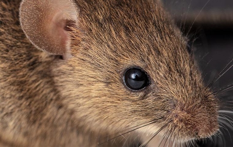 Close up of a mouse's face.