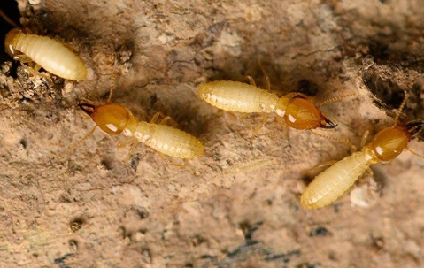 Termite infesting wood.
