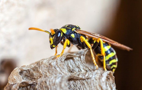Wasp crawling on its nest.