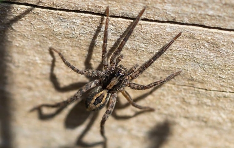 A close up picture of a wolf spider