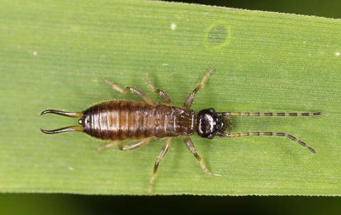 Earwig crawling on a leaf.