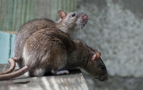 Two large brown rats on a wooden fence post.
