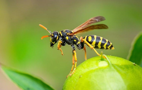 Wasp on a fruit.