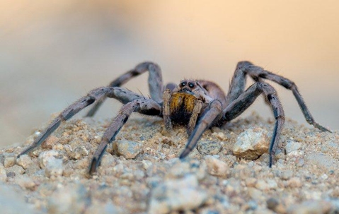 A wolf spider crawling