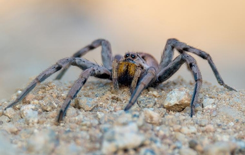 Wolf Spider crawling on the ground.