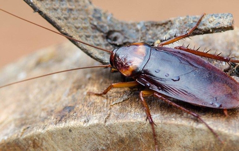 Cockroach on wooden furniture.