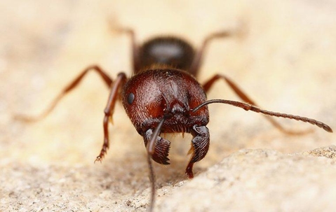A big headed harvest ant
