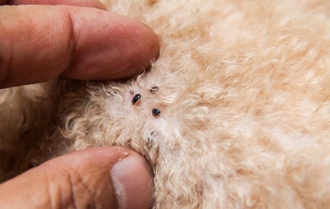 Fleas on a pet's white fur.