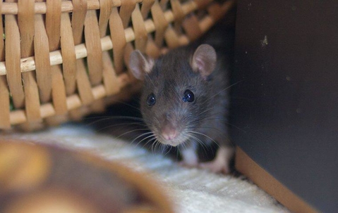Rat peeking behind furniture.